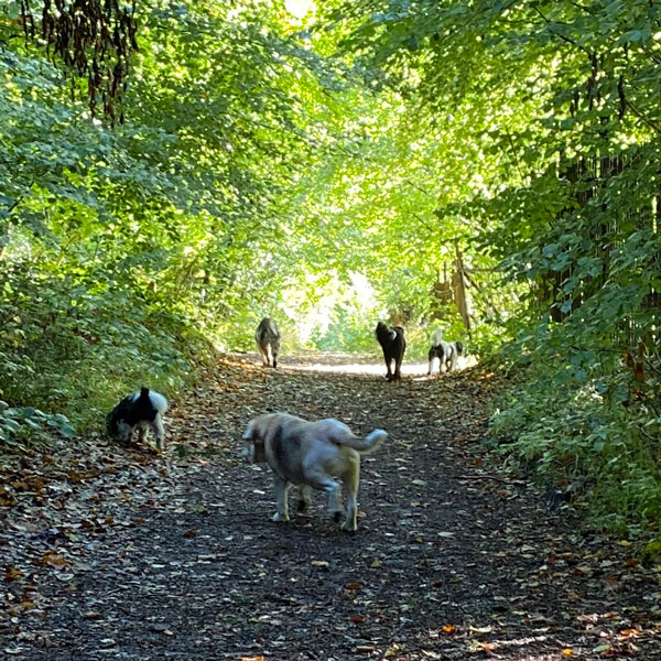 Happy Pets Chichester Dog walking